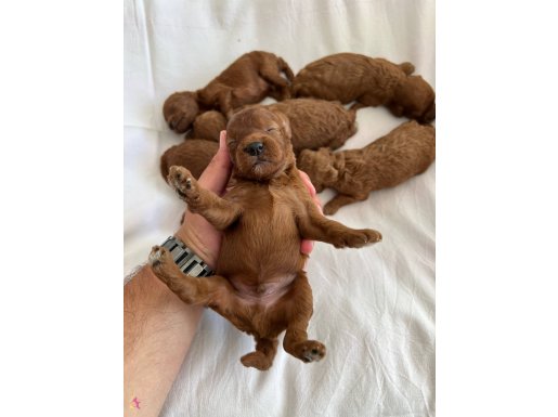 Premium Safkan Toy Poodle