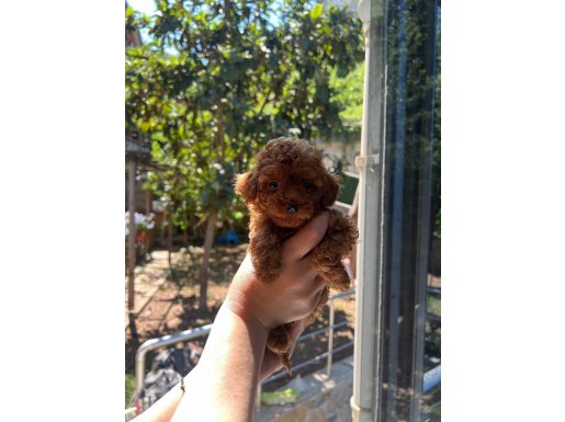 Kore teacup Poodle yavrular
