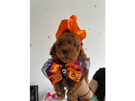 En küçük boy Poodle yavrular