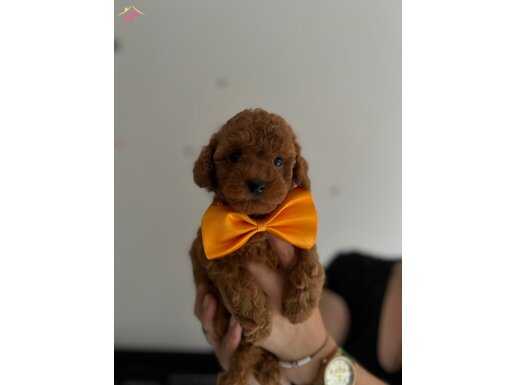 Minik Yavrular Toy poodle