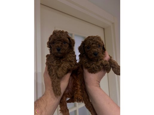 3 KİLO GARANTİLİ BEBEKLER