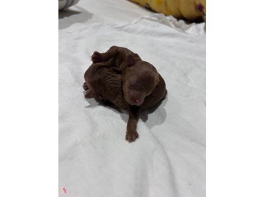 Mikro Boy Kore Hattı Toy Poodle: Çikolata Renk Nadirliği