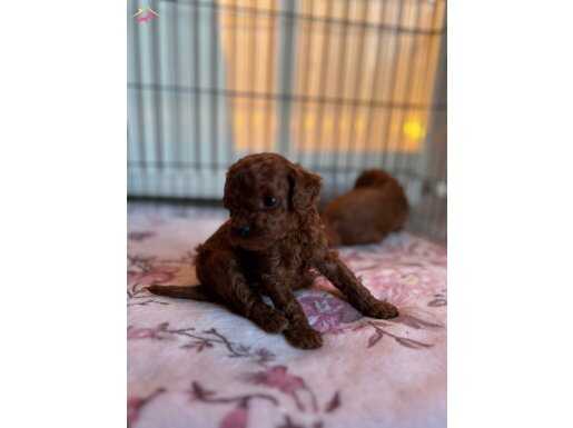 Türkiye de sayılı Yavrulardan Red brown Poodle