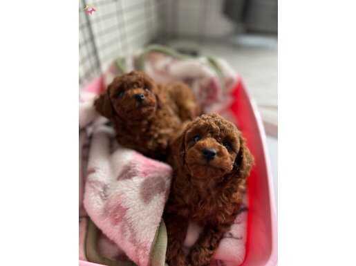 Premimum Tedy face Poodle