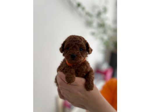 Avuç İçi Kadar Micro Poodle | Şahane Renk ve Surat Yapısı