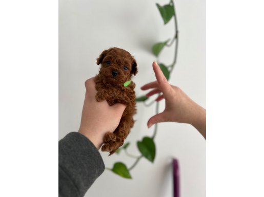 Avuç İçine Sığan Kızıl Toy Poodle Yavrusu - Gerçek Micro Boy
