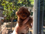Safkan Toy poodle yavrular