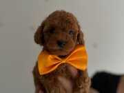 Minik Yavrular Toy poodle