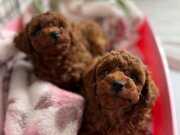 Premimum Tedy face Poodle