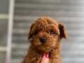BÜYÜMEYECEK TOY POODLE