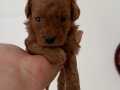 Red brown Poodle