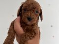 En küçük ve en koyu Toy poodle 