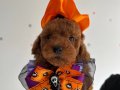 En küçük boy Poodle yavrular