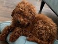 Harika Toy poodle 