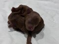 Mikro Boy Kore Hattı Toy Poodle: Çikolata Renk Nadirliği