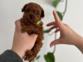 Avuç İçine Sığan Kızıl Toy Poodle Yavrusu - Gerçek Micro Boy
