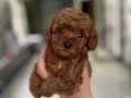 Cep boy Toy Poodle Yavrular