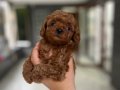 Cep boy Toy Poodle Yavrular