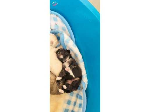 2 aylık  maltes terier yavrular