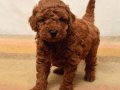Poodle dünyalar tatlısı 