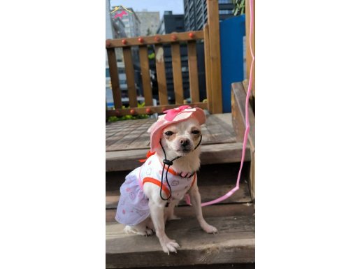 Lily'e Yuva Olacak Aile Arıyoruz ! ÜCRETSİZ !