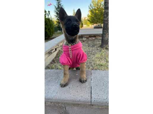 Orijinal malionis maskeli dişi belçika kurdu yavrumuz