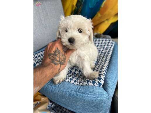 Mini boy Maltese bebeklerim 