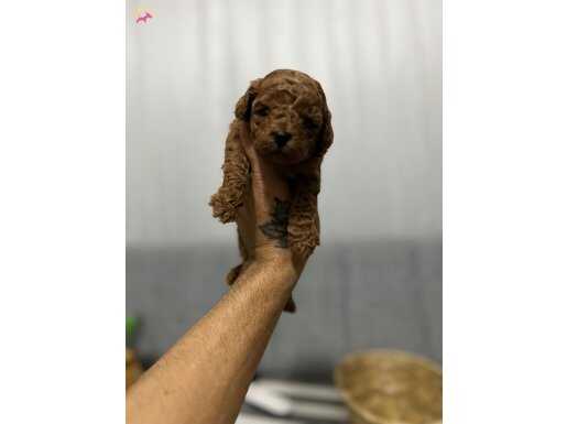 Kore kan red toy poodle bebeklerimiz yeni yuvasına hazır.   