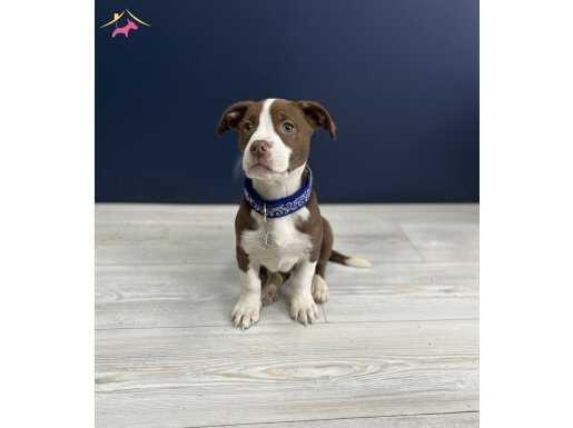 Maskeli Karakter ve Kompakt Yapısıyla Özel Pitbull Yavrusu