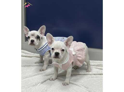 Yeni Yuva arayan 4 küçük prenses 