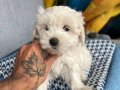 Mini boy Maltese bebeklerim 