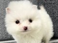 Cep boy mini pomeranian boo bebekler teslime hazır.         