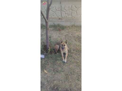 6aylik dışı manilos 