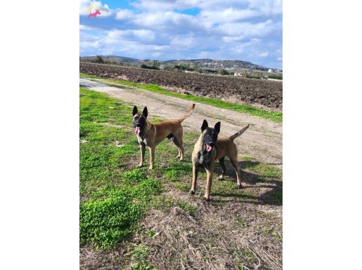 Maskeli ve Zeki Belçika Malinois Yavruları | Karakterli Koruyucular