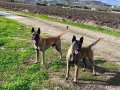 Maskeli ve Zeki Belçika Malinois Yavruları | Karakterli Koruyucular