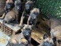 Orjinal Belçika yavruları 