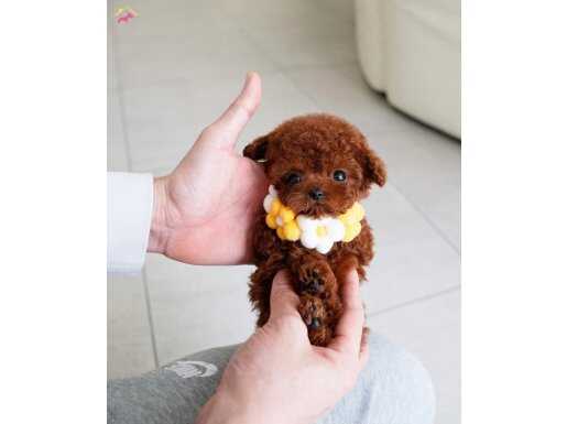 Nadir güzellikte safkan toy Poodle yavrularımız