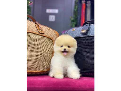 Peluş Surat Pomeranian Boo Yavruları
