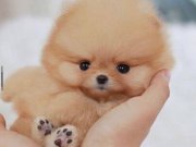 Irkının en küçük boyutu