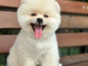 Fark yaratacak kalitede ayı surat 