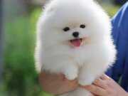 Elit Kan Hattı | Pomeranian Boo