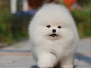 Elit Kan Hattı | Pomeranian Boo
