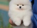 Elit Kan Hattı | Pomeranian Boo