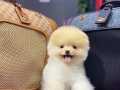 Peluş Surat Pomeranian Boo Yavruları