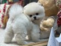 Şeceresi Mevcut Beyaz Pomeranian Boo Yavrusu