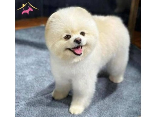 Pomerainan Boo Dişi 