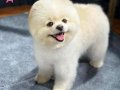 Pomerainan Boo Dişi 