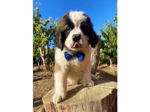 Eşsiz St Bernard (Beethoven) yavrular 