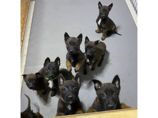 Üst düzey iş köpeği nitelikli Belçika Malinois yavrular 