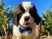 Eşsiz St Bernard (Beethoven) yavrular 